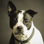 Dogs Do Their Duty for Science