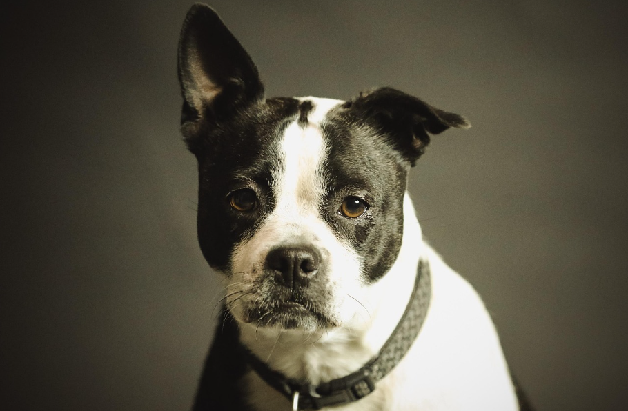 Dogs Do Their Duty for Science